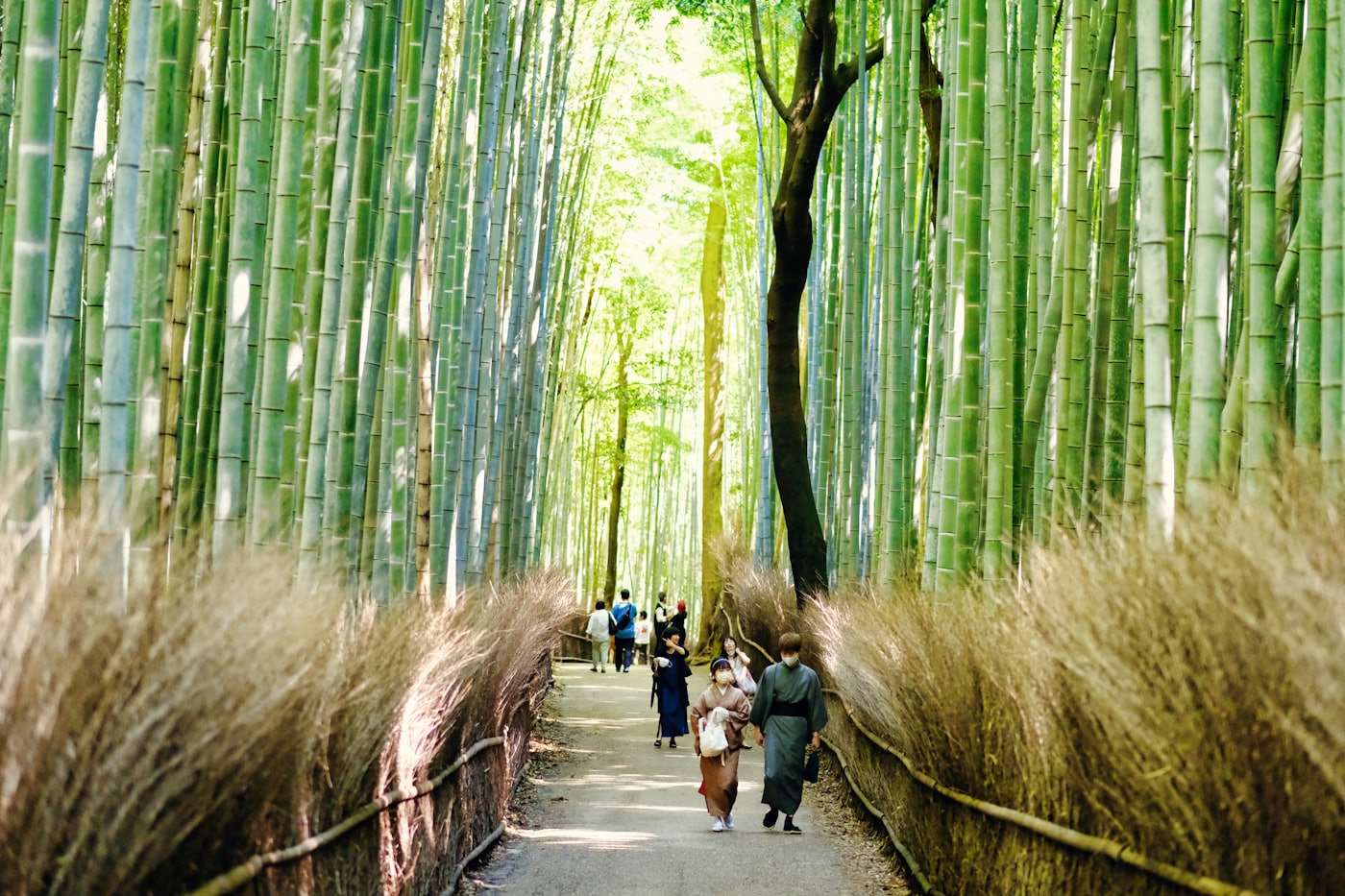 Arashiyama bamboo grove, Kyoto