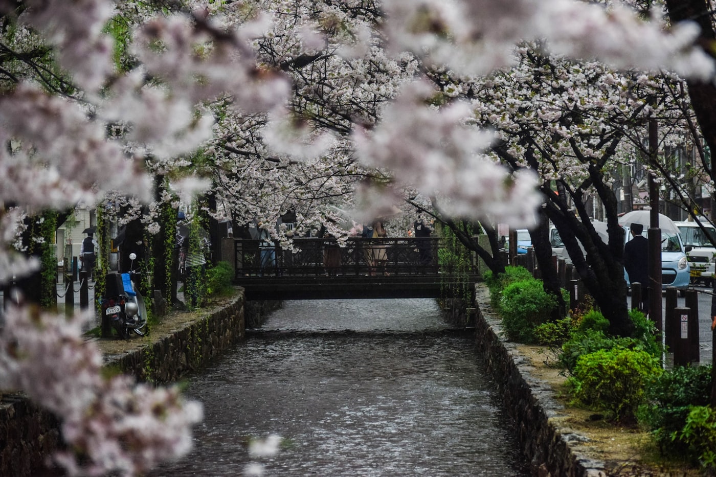 Cherry blossoms along the Philosopher's Path, Kyoto