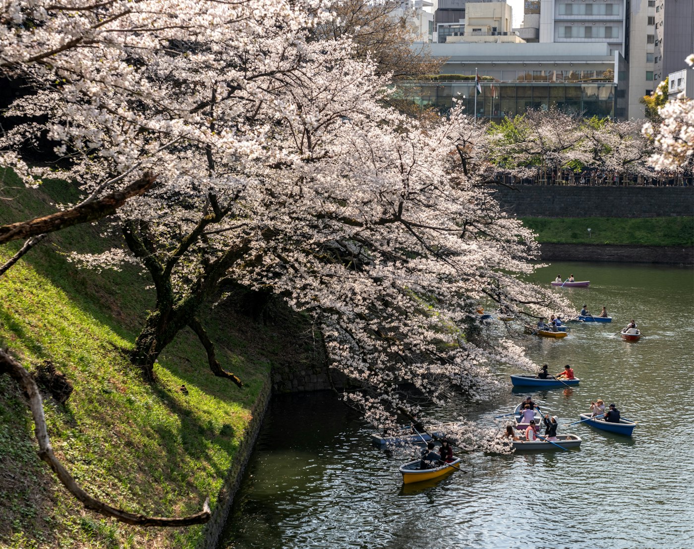 Cherry blossoms along Chidorigafuchi moat, Tokyo